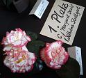 2014-03-08,_Kamelie (12)